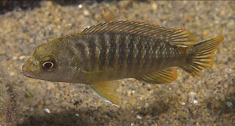Labidochromis shiranus 'Nkhudzi'